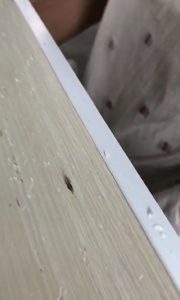 cats4